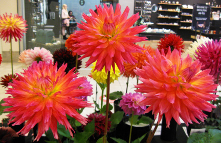 Dahlia ' L'ARCHE ROCKY '  (S.Fim.)  Rothrock  USA  2019  Washington State Show, USA 2022  (David Brown)